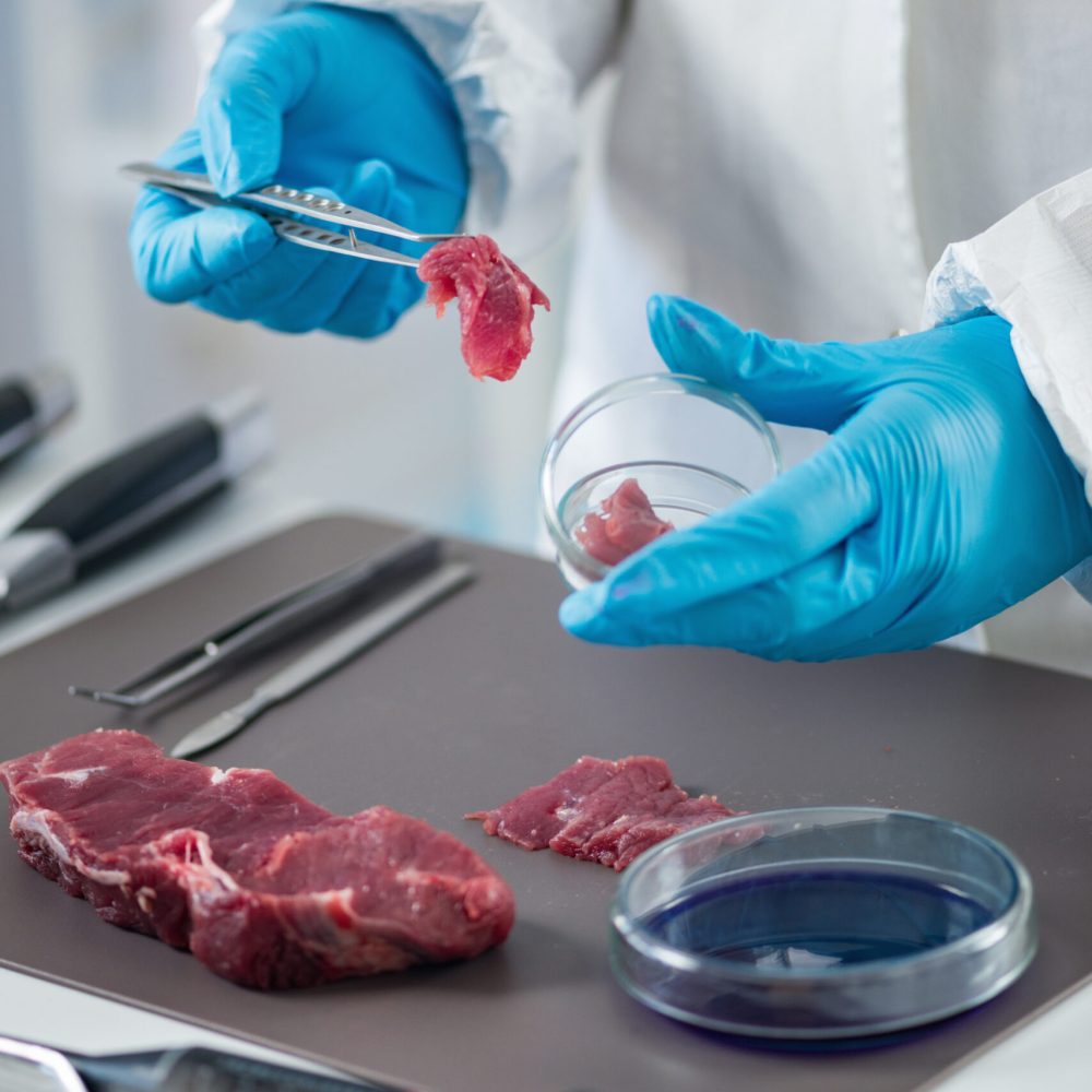 Quality control expert inspecting at meat  in the laboratory